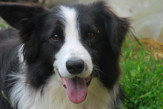 Lino, la mascotte dell'azienda!