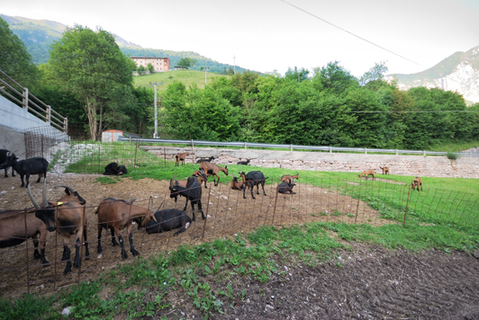 Le capre dell'azienda. Foto F.Garavello.